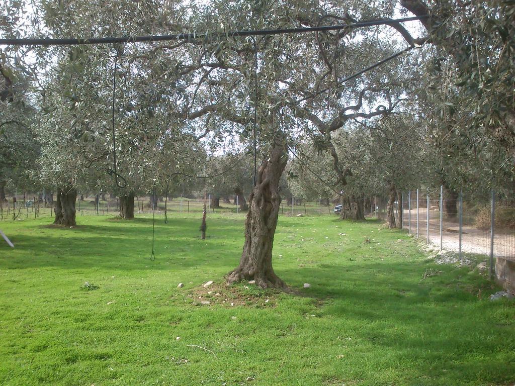 Elea Stone Houses In Organic Quiet Olive Grove, Prinos, Thassos Exteriér fotografie